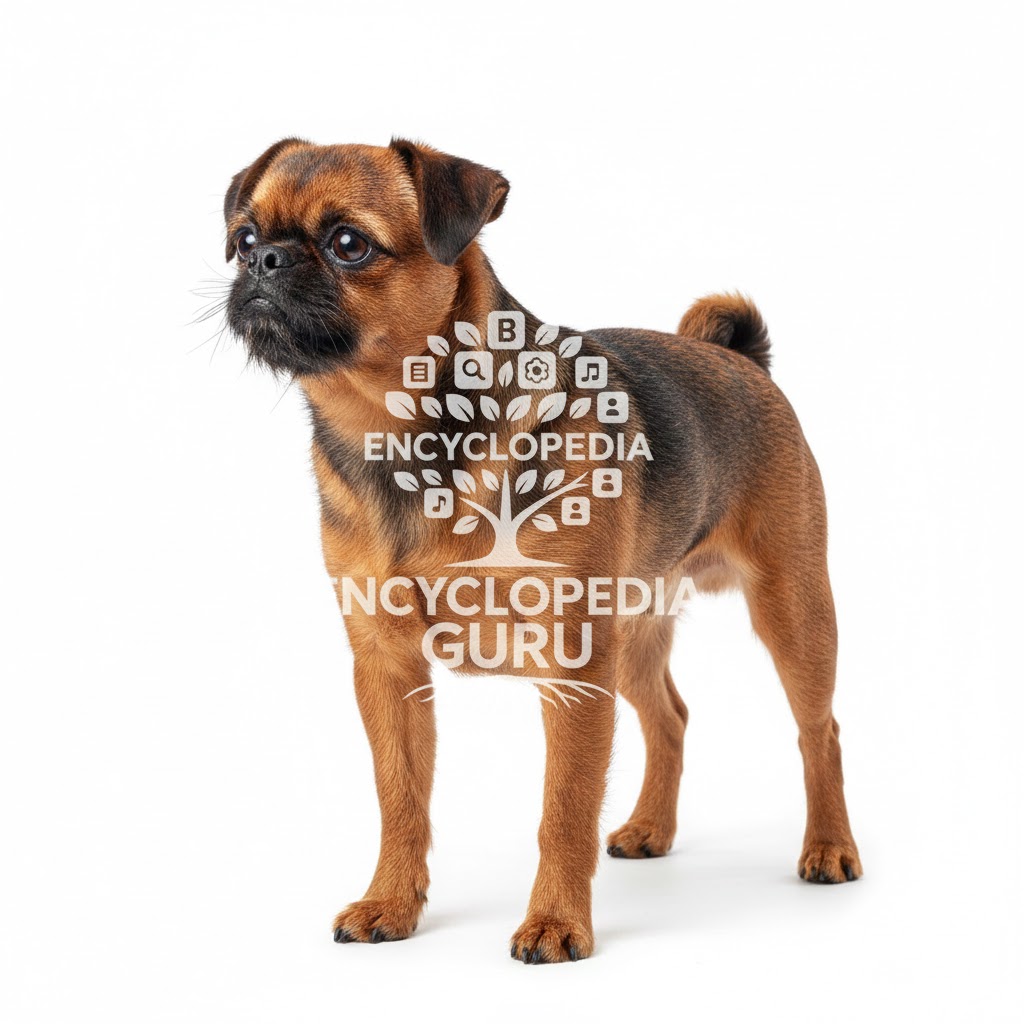 Brussels Griffon