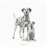 Dalmatian show dogs
