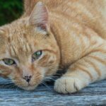 a close up of a cat laying on a wooden surface