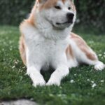 a brown and white dog laying on top of a lush green field